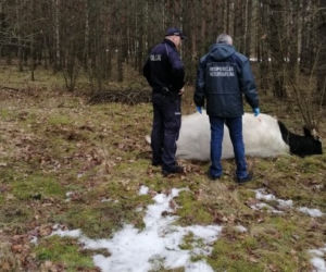 Strzegowo. Byk ZABIŁ właściciela! Agresywne zwierzę uciekło ze stodoły!