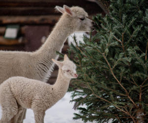 Biały jak śnieg samczyk alpaki urodził się w Warszawie