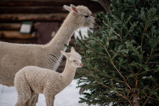 Biały jak śnieg samczyk alpaki urodził się w Warszawie