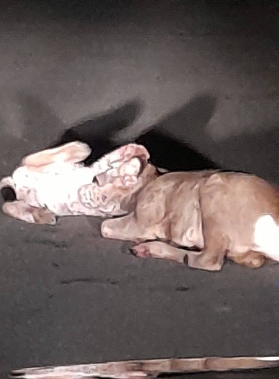 Barcice. Ryś upolował sarnę na środku drogi. Nie bał się samochodu
