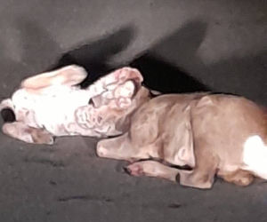 Barcice. Ryś upolował sarnę na środku drogi. Nie bał się samochodu