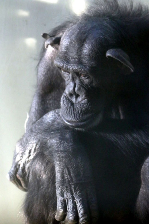 Żałoba w gdańskim ZOO odeszła szympansica Kasia