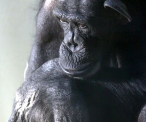 Żałoba w gdańskim ZOO odeszła szympansica Kasia