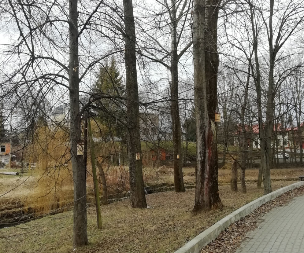 Ptasia dzielnica w Krośnie. Magistrat zawiesił 100 budek lęgowych!