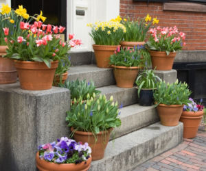 tulipany-w-donicach