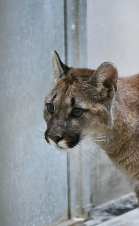 Złapali tajemniczą pumę z polskiego lasu. W poznańskim zoo odkryli zaskakującą rzecz