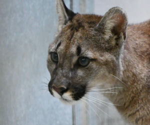 Złapali tajemniczą pumę z polskiego lasu. W poznańskim zoo odkryli zaskakującą rzecz