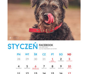 Styczeń - kalendarz ze zwierzętami