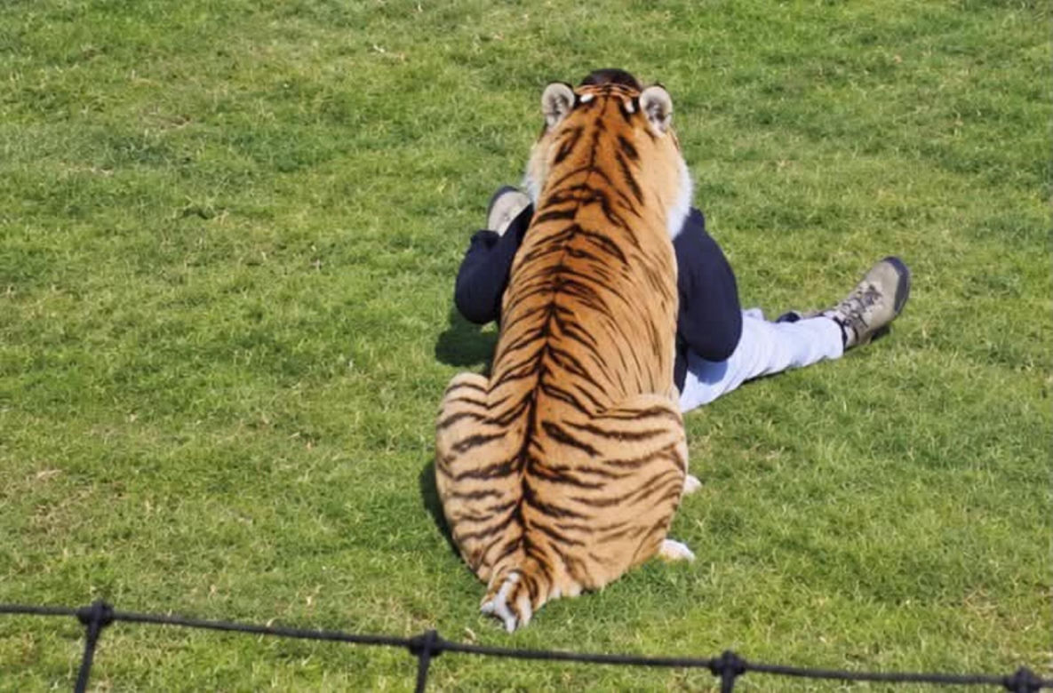 Tygrys zabił turystę w zoo! Takie były ostatnie słowa ofiary