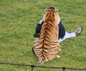 Tygrys zabił turystę w zoo! Takie były ostatnie słowa ofiary