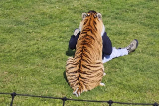 Tygrys zabił turystę w zoo! Takie były ostatnie słowa ofiary