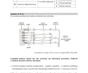 Matura 2019 z biologii [ARKUSZE CKE, ODPOWIEDZI]