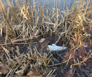 Siedleccy wędkarze chcą posprzątać okolice zalewu. Pomożecie?