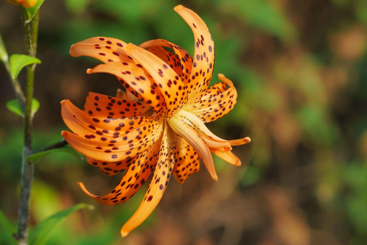 Lilia azjatycka  'Flore Pleno' 