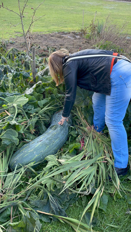 40-kilogramowa cukinia wyhodowana w Gnieźnie!