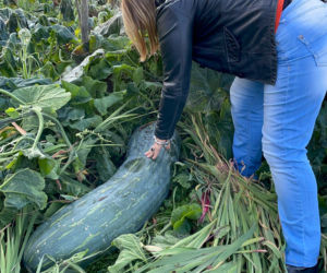 40-kilogramowa cukinia wyhodowana w Gnieźnie!