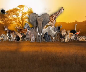 Rozpoznasz zwierzę po opisie? Nie bądź łoś i rusz głową. Przy 5. pytaniu możesz się zdziwić