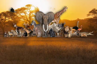 Rozpoznasz zwierzę po opisie? Nie bądź łoś i rusz głową. Przy 5. pytaniu możesz się zdziwić