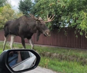 Miłość zawiodła go do Lublina. Łoś wybrał się na spacer po mieście