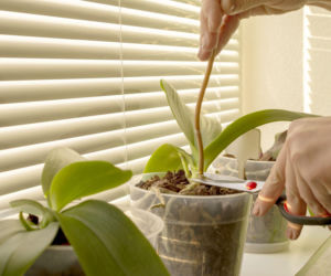Ten sposób na pobudzenie storczyka do kwitnienia to sekret ogrodników. Zrób to jeszcze w lutym, a pąki będą wypuszczały się jeden za drugim. Pielęgnacja storczyków 
