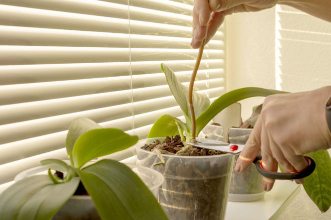 Storczyk Phalaenopsis po kwitnieniu