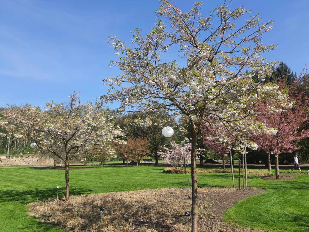 Kwitnące wiśnie i magnolie w Ogrodzie Botanicznym w Powsinie