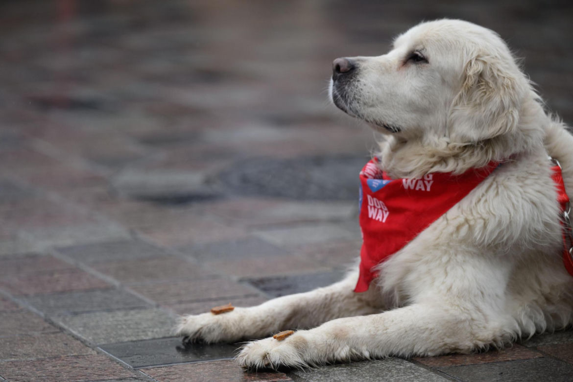 Poznań. Pokaz wyszkolenia psów z grupy „Golden Retriever WOŚP w Poznaniu” podczas 33. Finału Wielkiej Orkiestry Świątecznej Pomocy