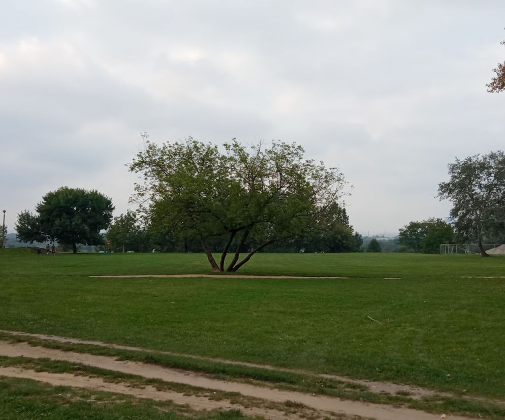 Łąka przy NCK