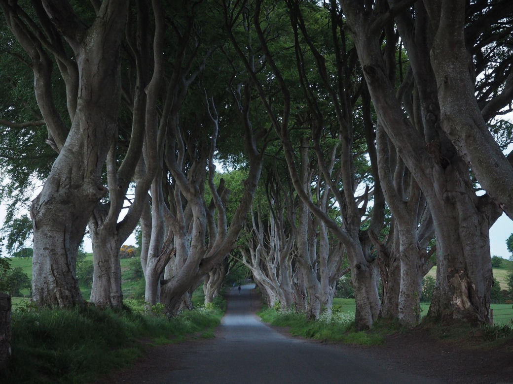 The Dark Hedges w Irlandii Północnej 