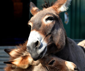 Zebroid