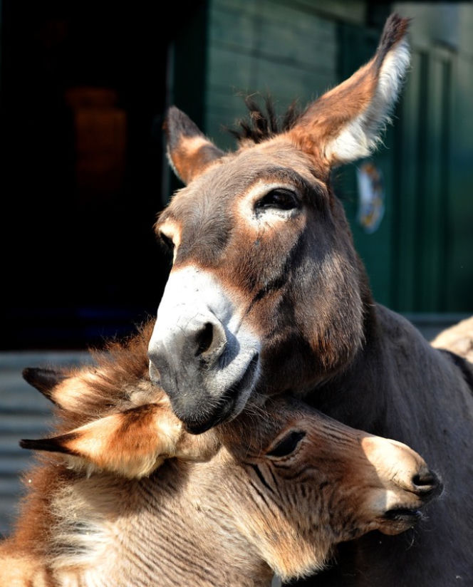 Zebroid