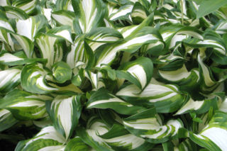 Funkia falista 'Mediovariegata' - Hosta undulata 'Mediovariegata'