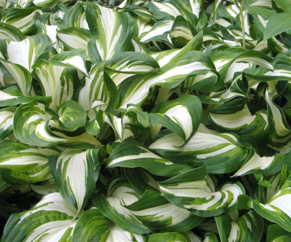 Funkia falista 'Mediovariegata'