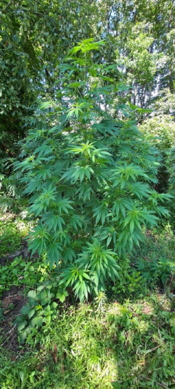 Pies wywęszył ogromną plantację marihuany pod Zduńską Wolą 