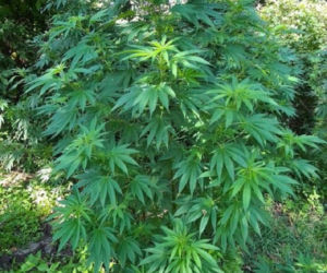Pies wywęszył ogromną plantację marihuany pod Zduńską Wolą 
