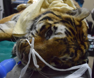 Operowany tygrys w poznańskim ZOO walczy o życie