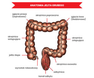 Anatomia jelita grubego