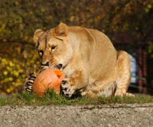 Halloween w łódzkim zoo
