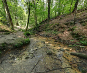 To najbardziej niedoceniona wieś w województwie śląskim. Jest tam szlak cudownych źródeł