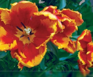 Tulipany