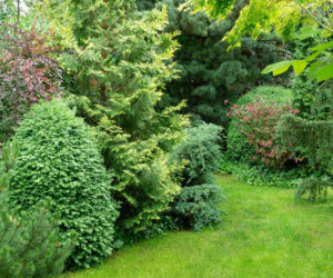 Drzewa i krzewy do ogrodu: jakie wybrać, kiedy i jak sadzić?