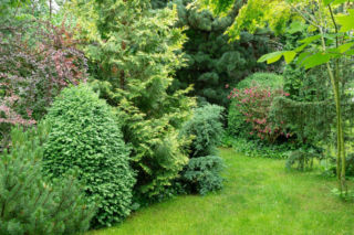 Drzewa i krzewy do ogrodu: jakie wybrać, kiedy i jak sadzić?