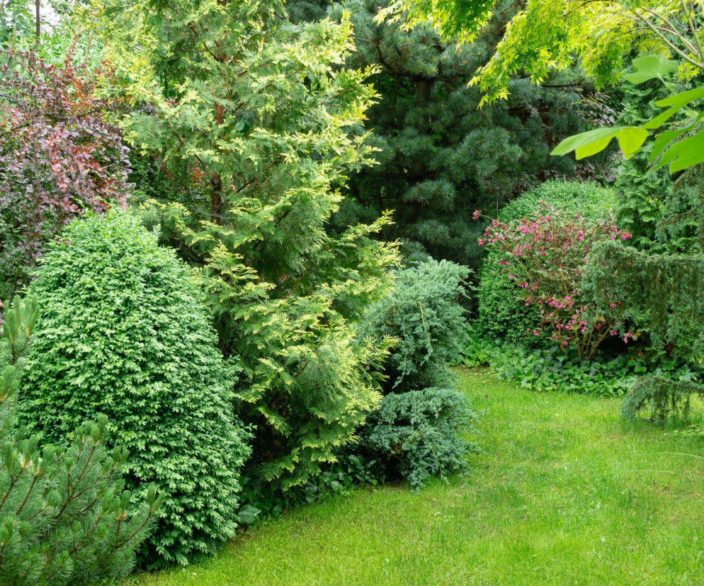 Drzewa i krzewy do ogrodu: jakie wybrać, kiedy i jak sadzić?