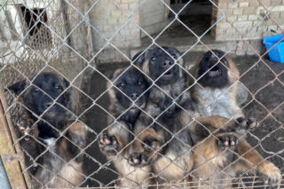 11 psów uratowanych z piekła. Ich historia łamie serce!
