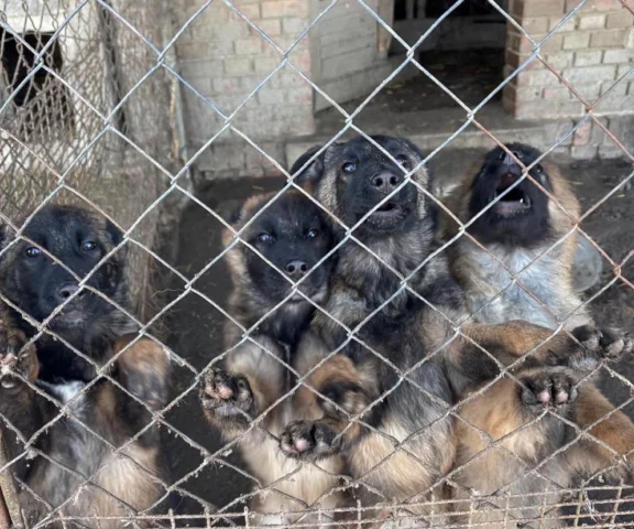 Wyrwali 11 psów z piekła. To, co przeżyły, porusza do łez 