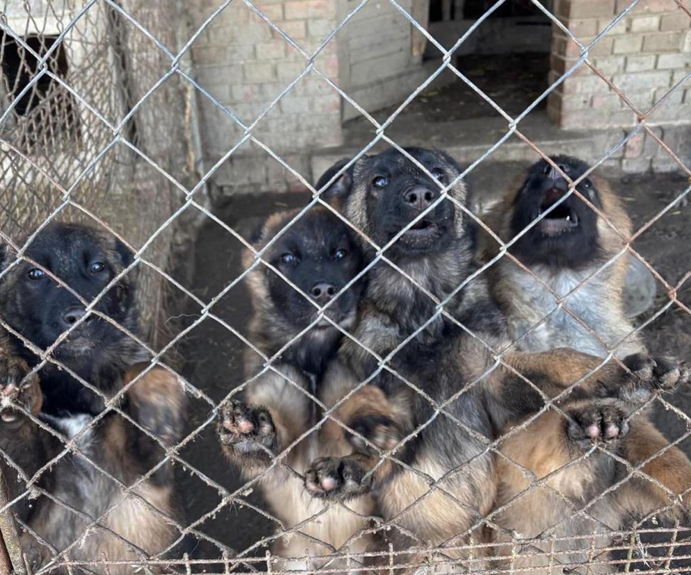 Wyrwali 11 psów z piekła. To, co przeżyły, porusza do łez 