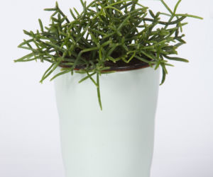Rhipsalis