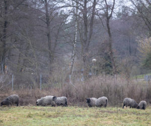 Nie lekarz, nie tabletki – owce! Niezwykła terapia spod Poznania