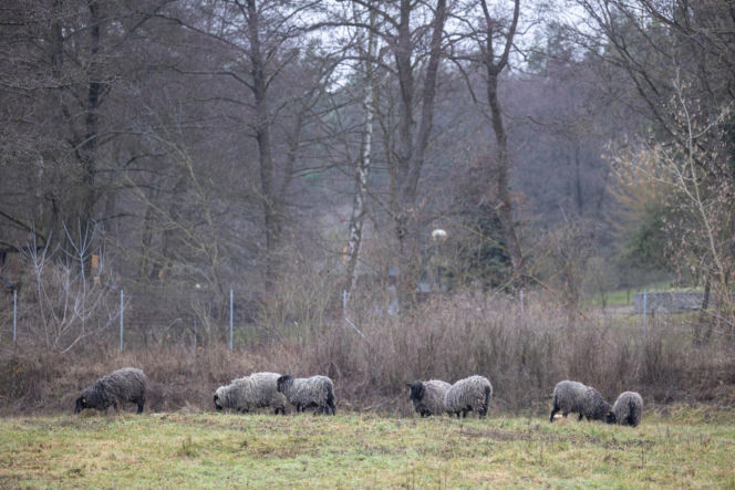 Nie lekarz, nie tabletki – owce! Niezwykła terapia spod Poznania