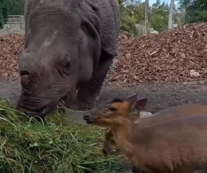 Kolejne nagranie z nosorożcem i mundżakiem z Zoo Wrocław. O zwierzętach poinformowały media z całego świata